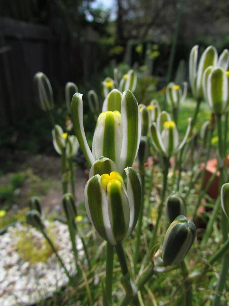 Albuca Namaquensis "Augrabies Hill" - Rare 3" Diameter Potted Plant - Unique Succulent for Collectors