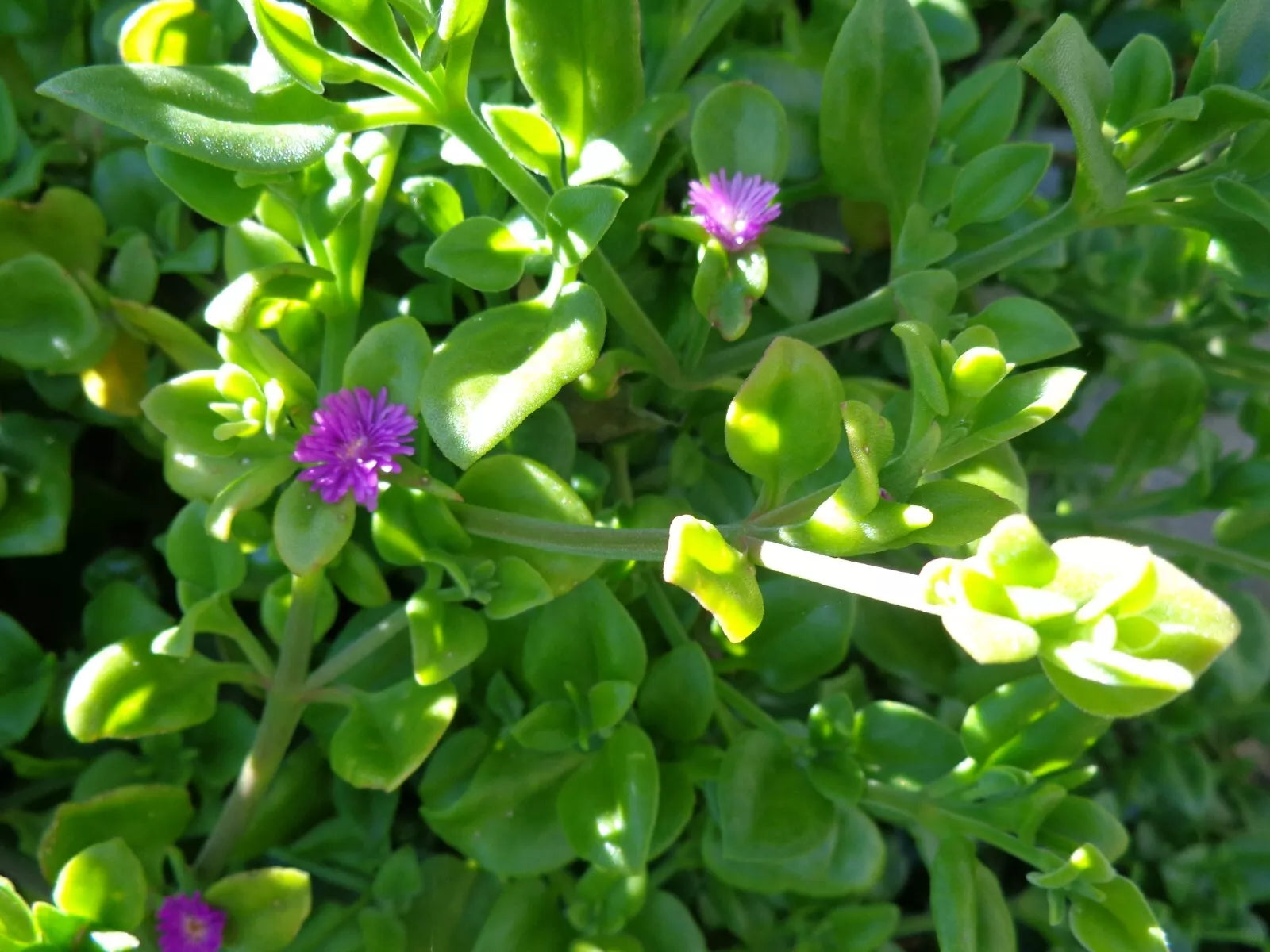 10 Cuttings Aptenia cordifolia 'Purple Pink Apple Ice Plant' Baby Sun Rose 5"-7" Fresh Cuttings for Propagation