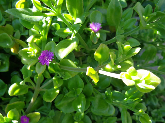 10 Cuttings Aptenia cordifolia 'Purple Pink Apple Ice Plant' Baby Sun Rose 5"-7" Fresh Cuttings for Propagation