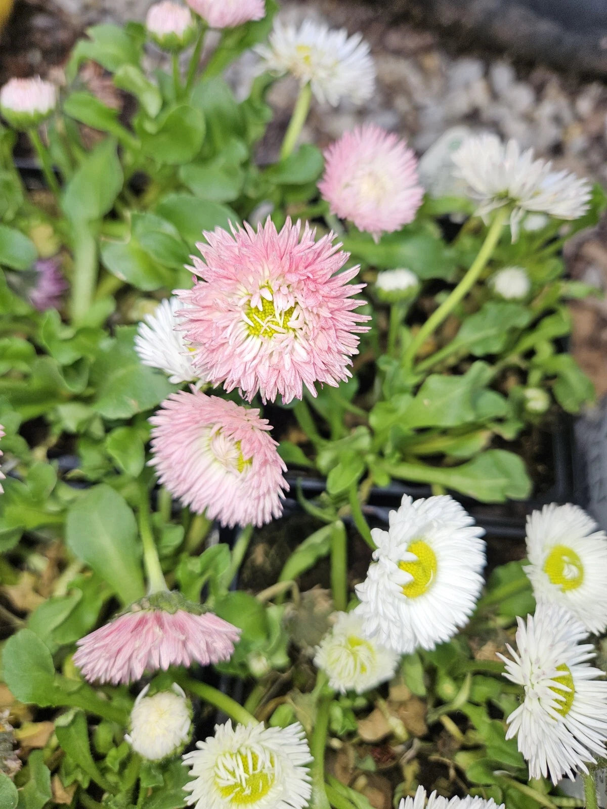 English Daisy Bareroot Plant - Assorted Colors - Bellis perennis - Per ...