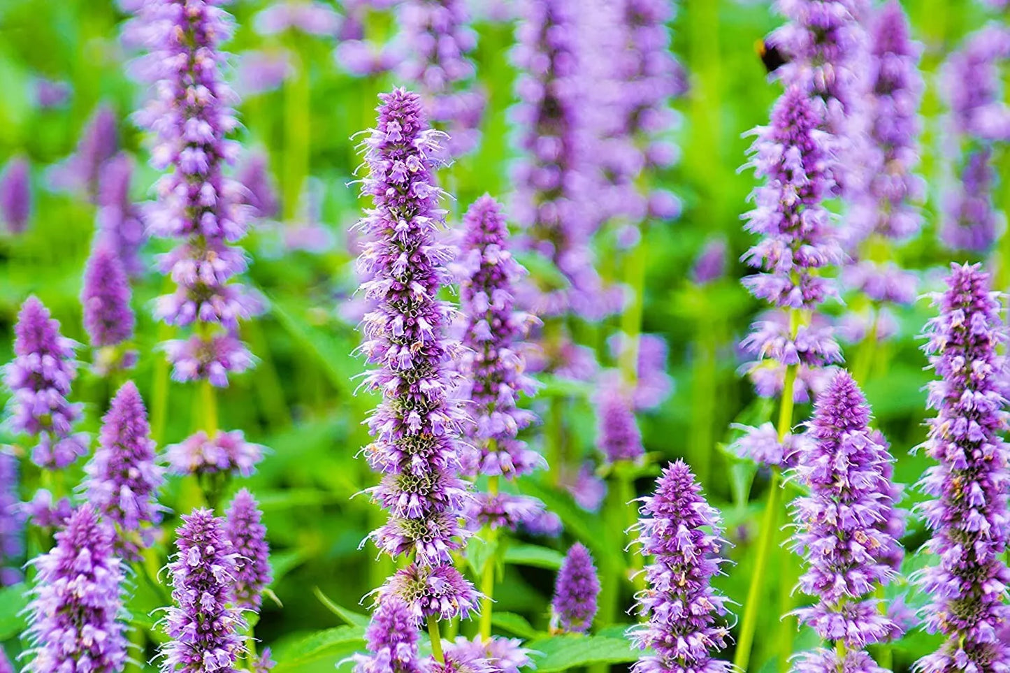 Anise Hyssop Seeds for Planting, 100+ Seeds, Stunning Wildflowers, Agastache foeniculum