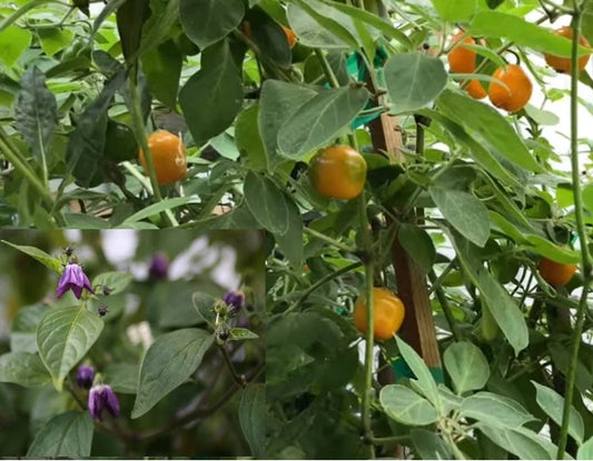 Manzano Chile Seeds - 25+ Seeds - Capsicum pubescens - Apple Chili Pepper, Rocoto Variety