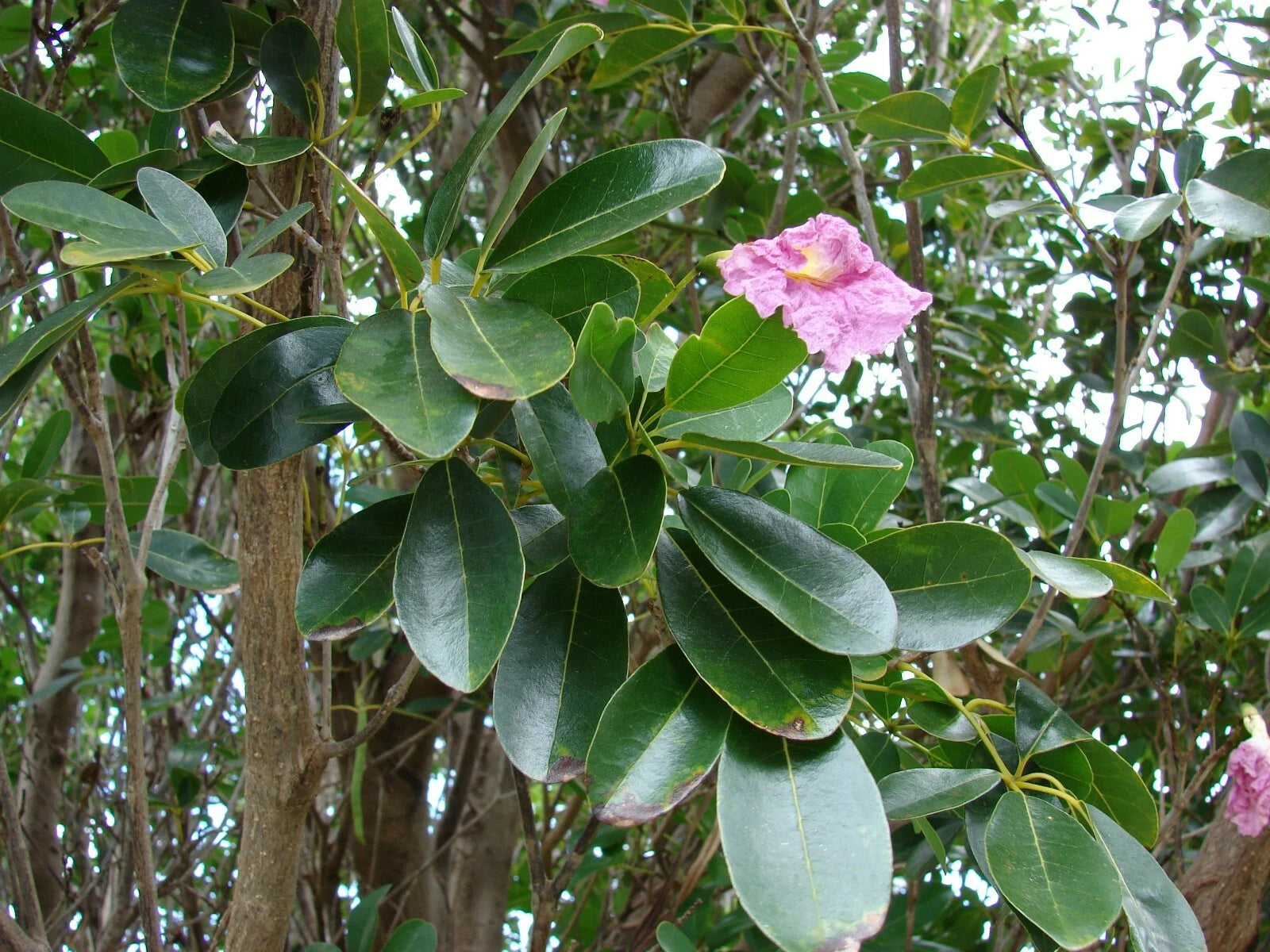 Pink Poui Flowering Trumpet Seeds, 20 Count, Tabebuia rosea, Tropical Flowering Tree, Pink Blooms