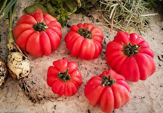 10+ Organic Mushroom Basket Tomato Seeds - Heirloom, Non-GMO, Rare - Solanum lycopersicum