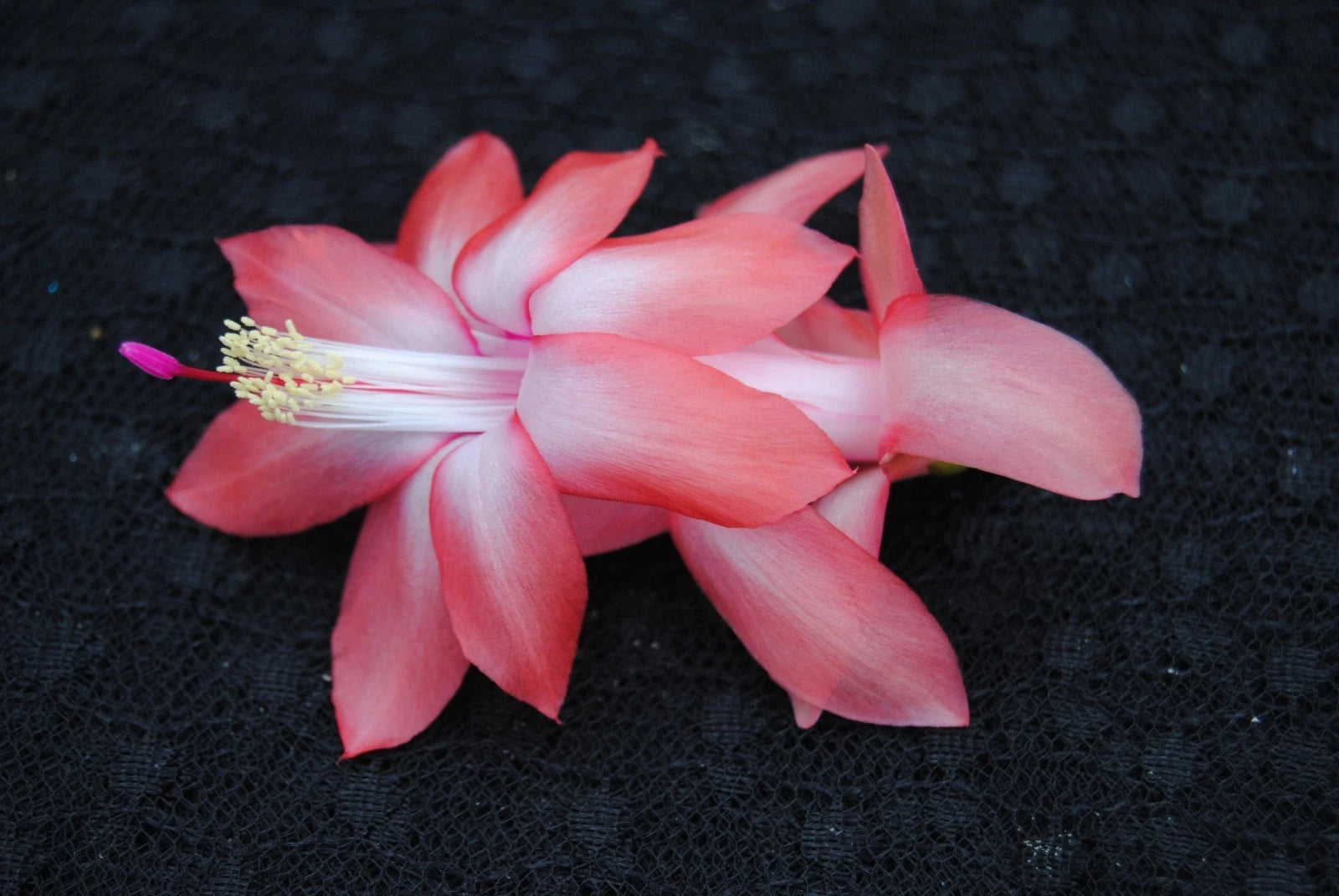 Christmas Cactus Starter Plant - Coral Cascade - Healthy Well Rooted - Schlumbergera Truncata