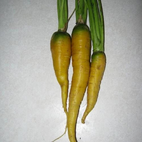 Jaune du Doubs Carrot Seeds - 1000+ Heirloom Seeds for Garden Planting - Daucus carota - USA