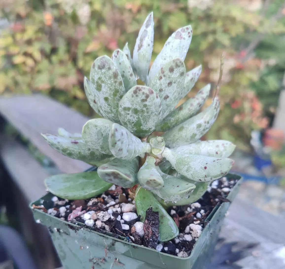 Adromischus Cooperi Plover Egg Plant - 4" Diameter Rare Succulent in Pot