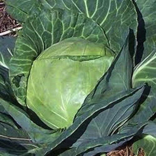 Late Flat Dutch Cabbage Seeds - 200+ Heirloom Non-GMO Fresh Seeds - Brassica oleracea