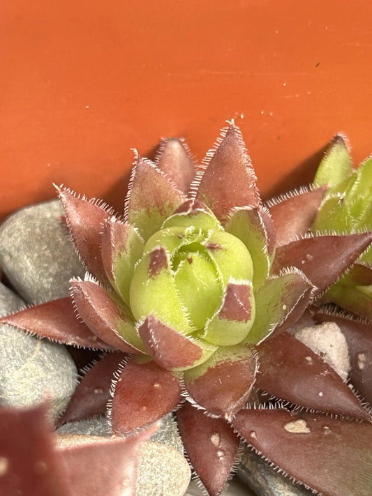 Live Succulent Plant | Sempervivum globiferum ‘Hedgehog’ | Drought Tolerant | Plant Pup