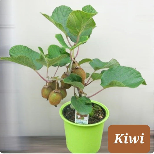 30+ Kiwi Dwarf Vine Seeds - Actinidia deliciosa - Chinese Gooseberry, Woody Vine for Home Gardening