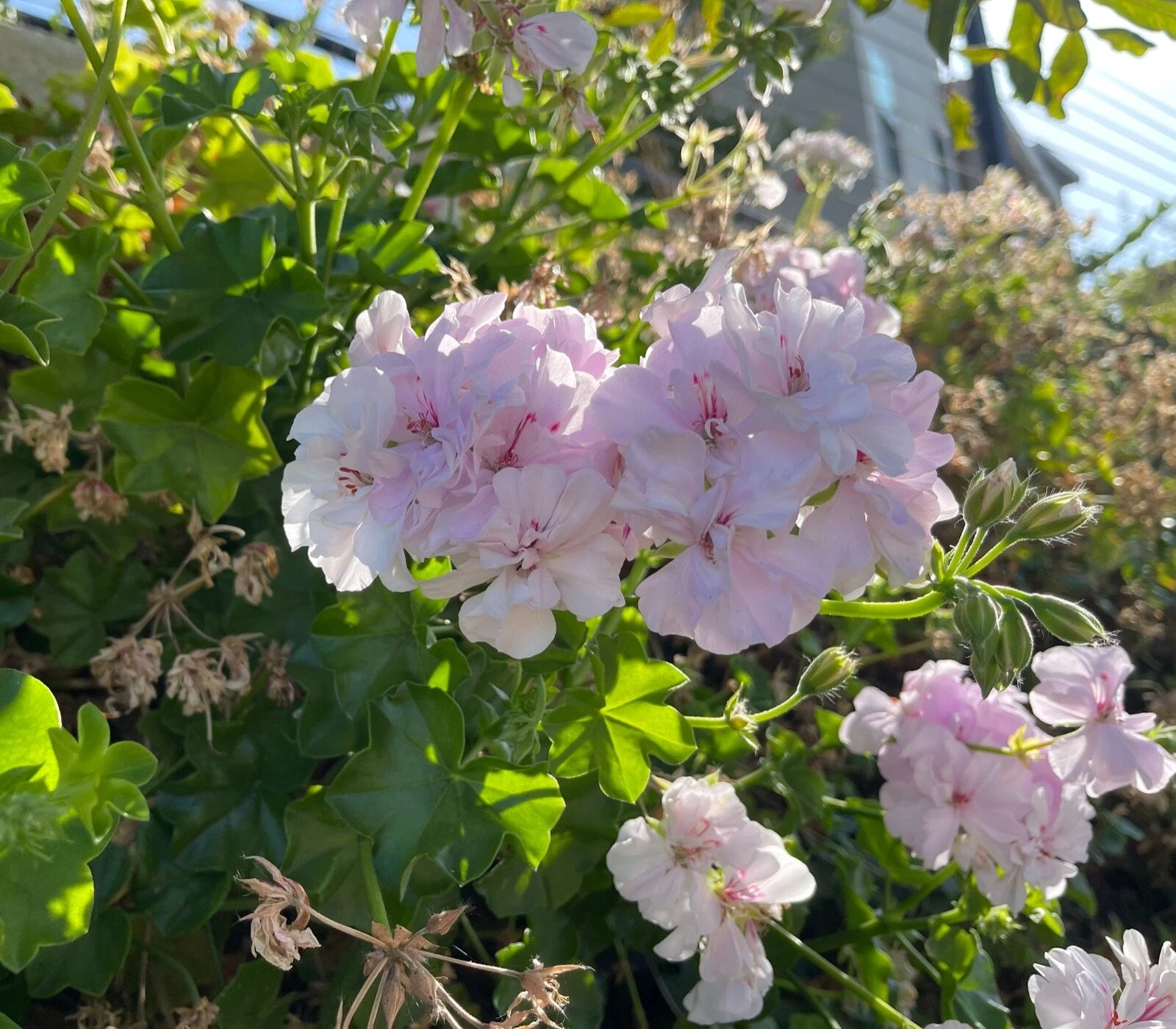 Trailing Ivy Geranium Cuttings 2 x 6" White Pink Pelargonium Peltatum Live Plant - Rare Geranium Variety