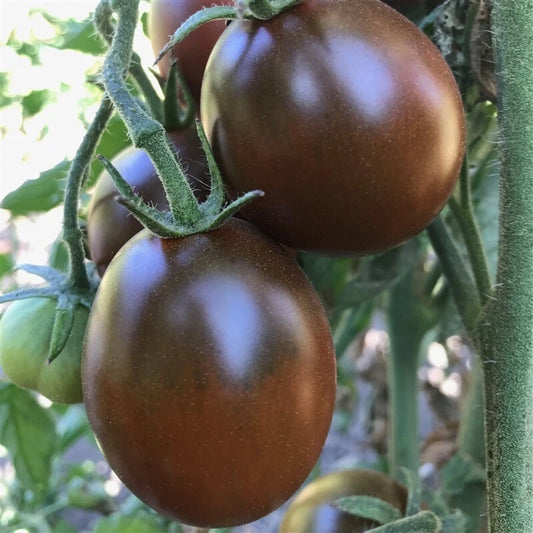 Black Prince Tomato Seeds - 120+ Heirloom Organic Non-GMO - Rare Variety - Lycopersicon esculentum