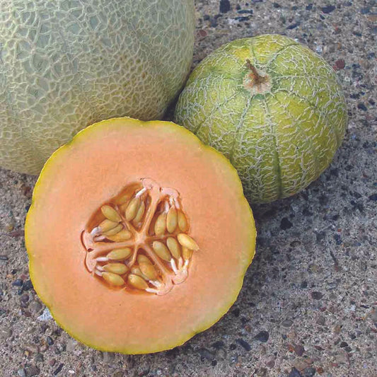 Minnesota Midget Cantaloupe Seeds - 25+ Non-GMO Mini Melon Fruit - Cucumis melo