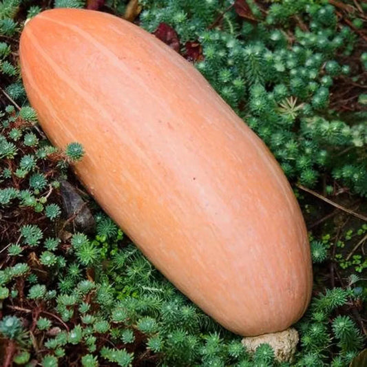 20 Heirloom Banana Pink Squash Seeds - Cucurbita pepo - Organic Vegetable Seeds for Home Gardening