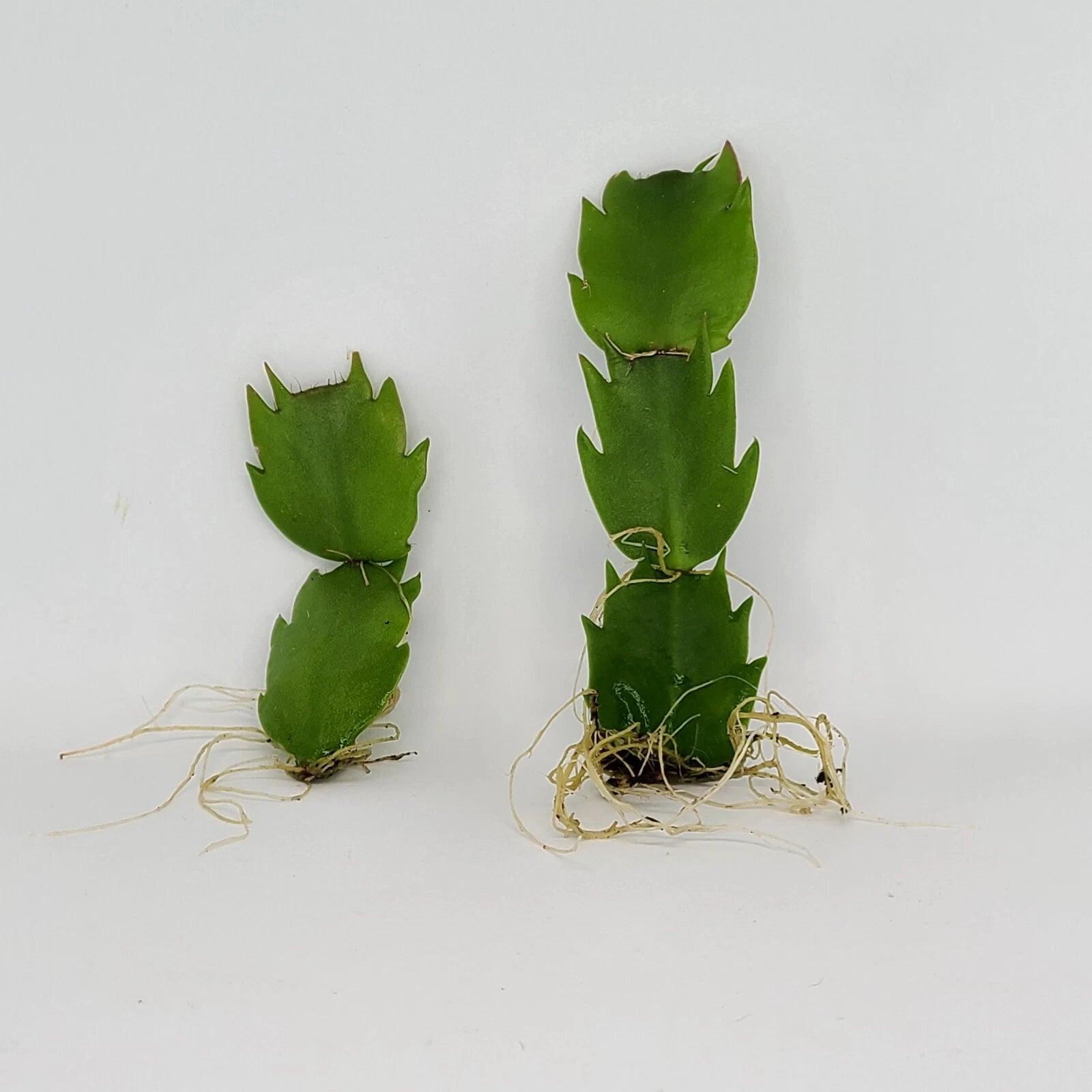 Thanksgiving Cactus Plant - Rooted - Schlumbergera Truncata - Indoor Houseplant for Holiday Decor