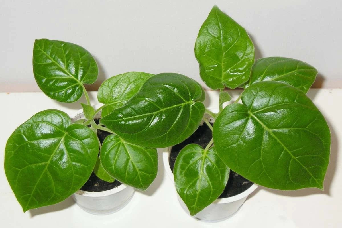Tamarillo Tree Tomato Seedlings - Fast Growing 5-10" Plants - Garden Fruit - Solanum betaceum