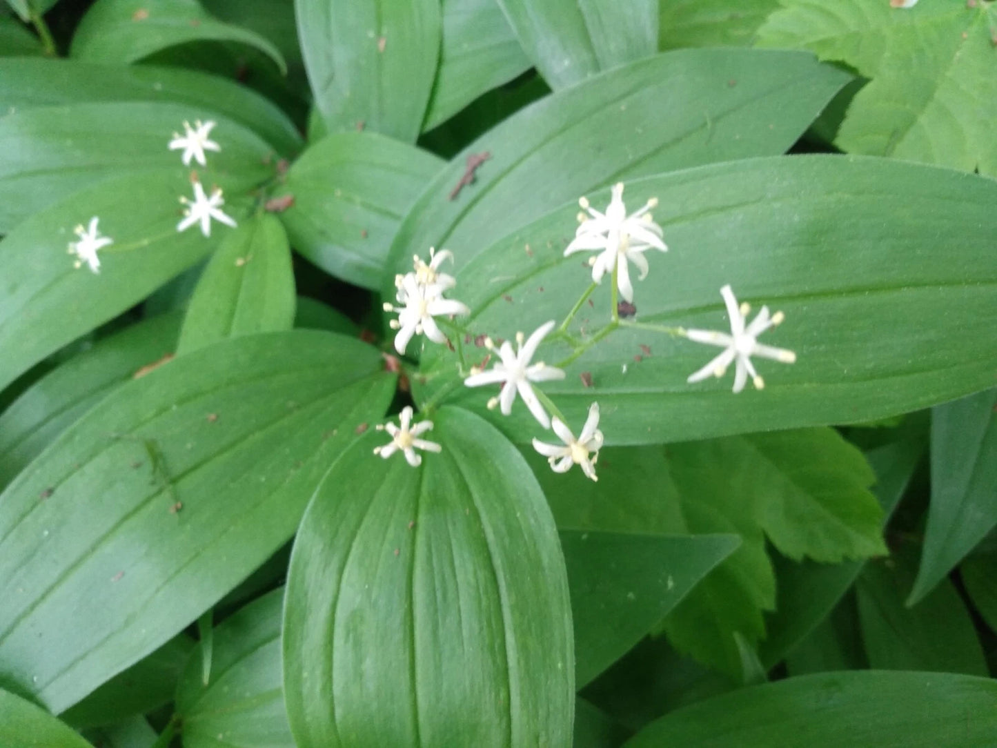 5 Star-Flowered Lily of the Valley Live Plants - Bare Root Rhizomes - Convallaria majalis - Wildflowers for Garden
