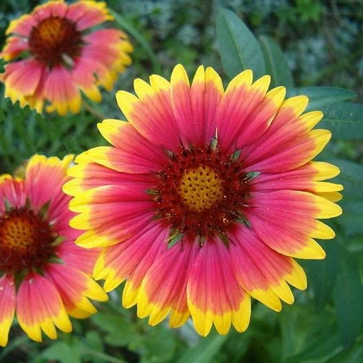 Blanket Flower Seeds - 200 Non-GMO Gaillardia Perennial Wildflower Seeds for Native Gardens