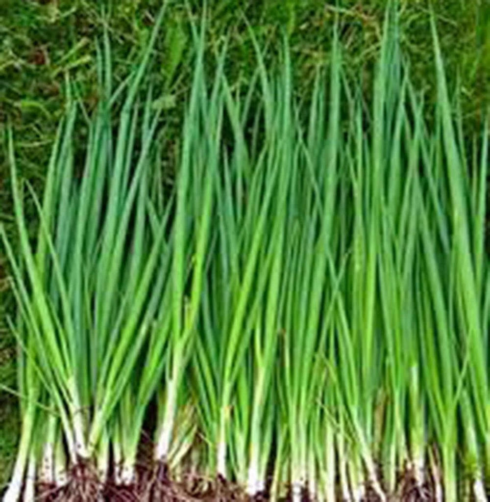 Onion Seeds, Tokyo Long White, Heirloom Variety, 100+ Seeds, Great for Salads & Cooking