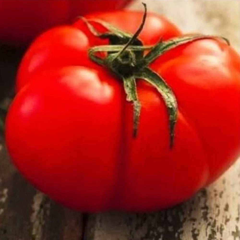 Beefsteak Tomato Seeds | Heirloom | Fresh NON-GMO Vegetable Seeds | Solanum lycopersicum