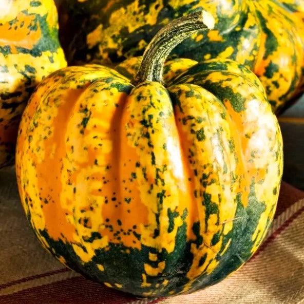 Carnival Squash Seeds - Delicata Acorn Variety for 2025 Planting Festival Celebration - Cucurbita pepo