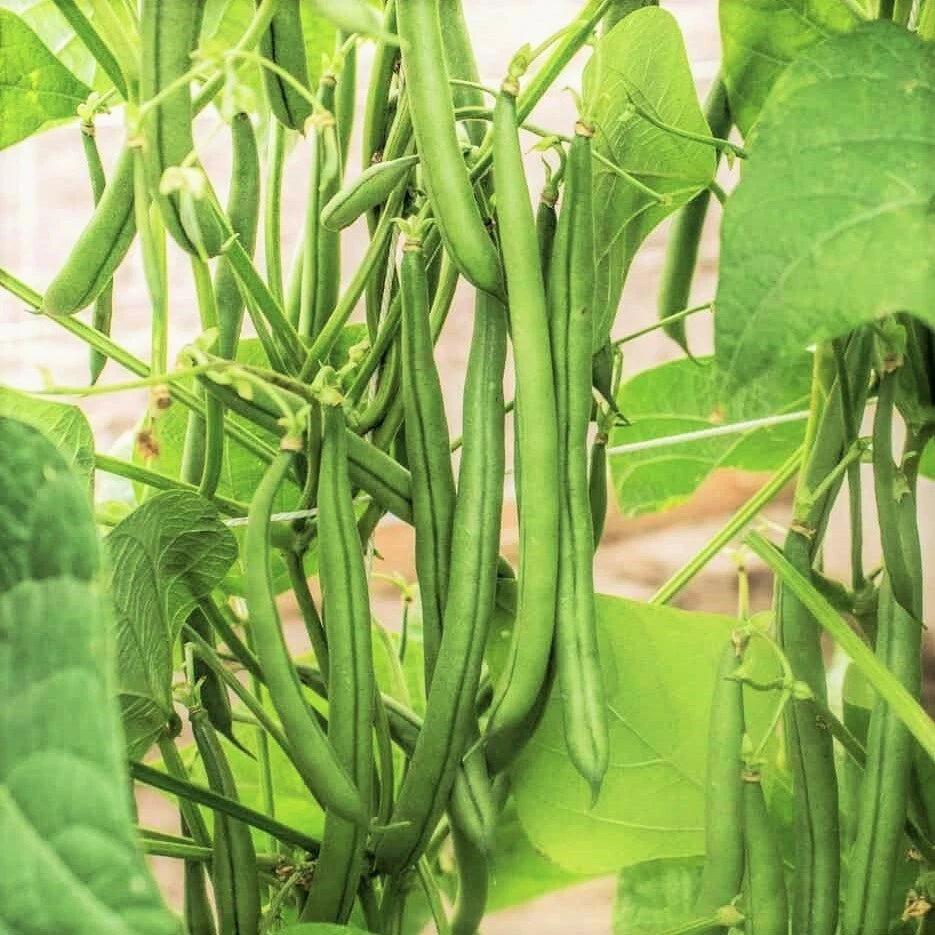 Bulk Blue Lake FM1K Green Bean Seeds | Wholesale Pole Beans | Vegetable Seeds for 2025