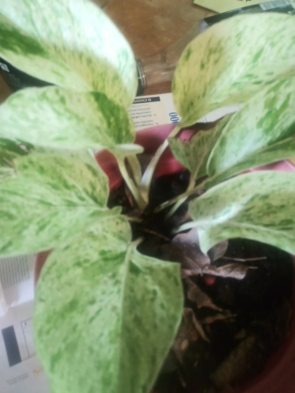 Marble Queen Pothos Plant 4-inch Pot Variegated Green & White Epipremnum aureum