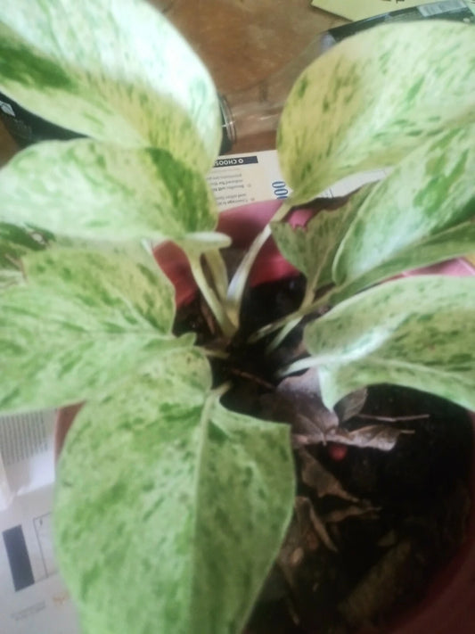 Marble Queen Pothos Plant 4-inch Pot Variegated Green & White Epipremnum aureum