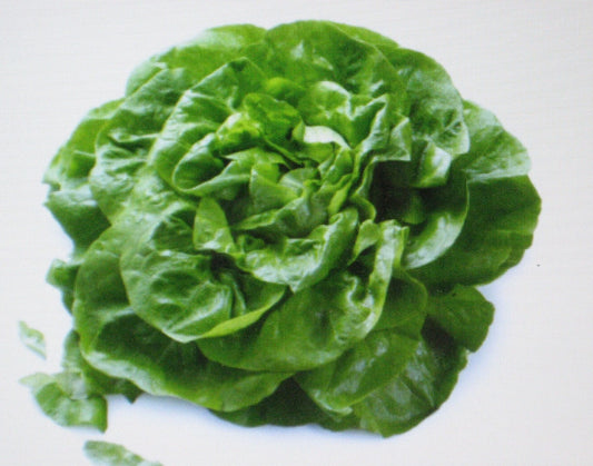Butterhead Lettuce Seeds - Buttercrunch Variety - 200 Count - Heirloom Vegetable Seeds (Lactuca sativa)