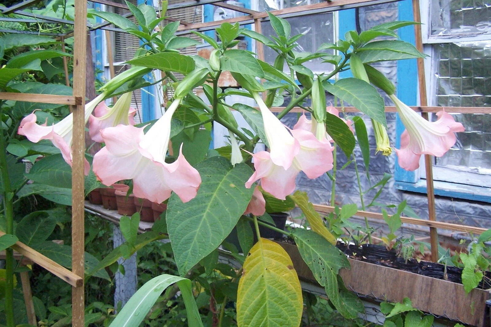 Angel Trumpet Live Plant - 3 Single Pink Rooted Plants in Pots - Brugmansia
