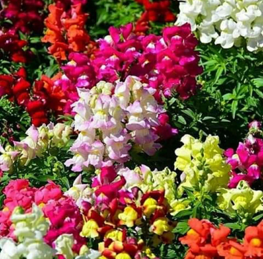 Snapdragon Seeds Mix - Maximum Potomac Variety - 100 Seeds - Antirrhinum majus