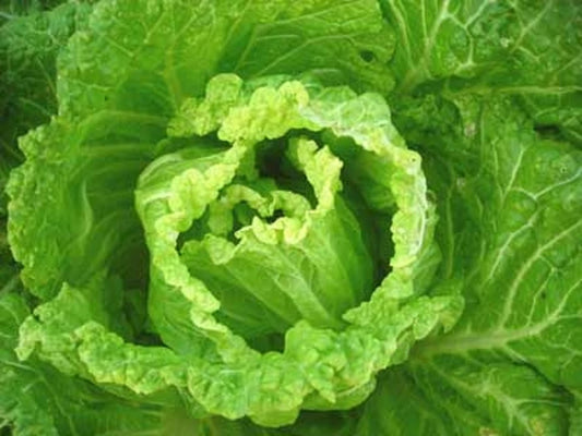 Bok Choy Seeds - Michihili Napa Chinese Cabbage - Heirloom Vegetable for Home Gardening - Brassica rapa var. chinensis
