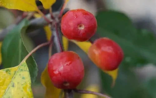 25+ Rudolph Crabapple Seeds for Garden Planting - Malus fusca - USA Quality, Easy to Grow