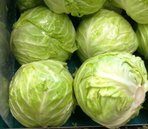 Cabbage Seeds 175 Count Danish Ballhead Variety Brassica oleracea - GroCo USA - Buy 15 Ships Free