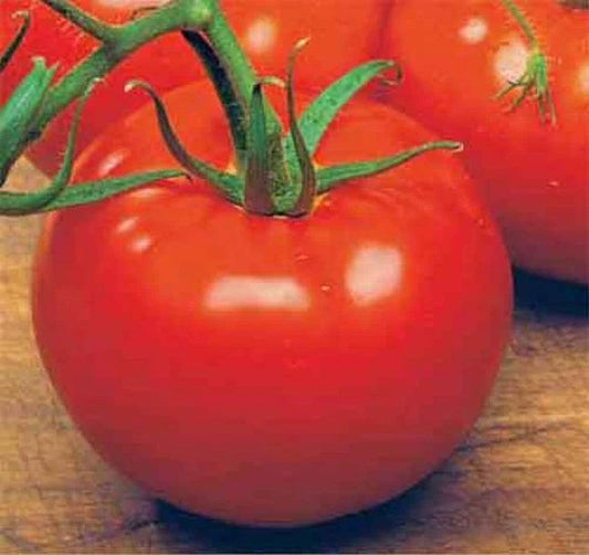 ACE 55 VF Tomato Seeds Bulk 50 Pack, Low Acid Variety, Vigorous Growth, Solanum lycopersicum