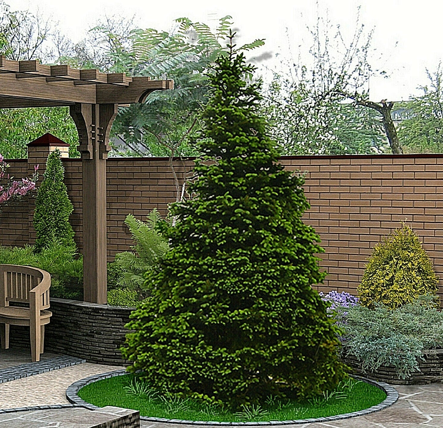 Norway Green Spruce Seeds - 50 Pack - Christmas Tree Seeds (Picea abies) - Ideal for Home Gardening and Landscaping