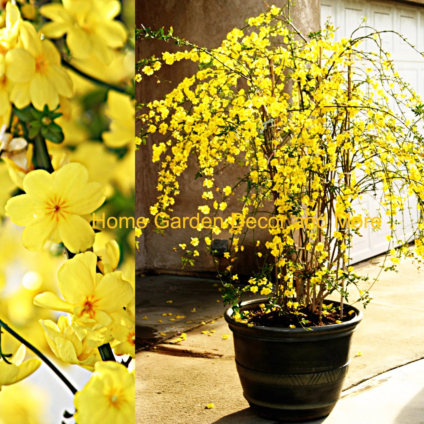 Winter Jasmine Vine Cuttings 12" Bright Yellow Flowers - Jasminum nudiflorum - 5 Cuttings for Garden or Indoor Use