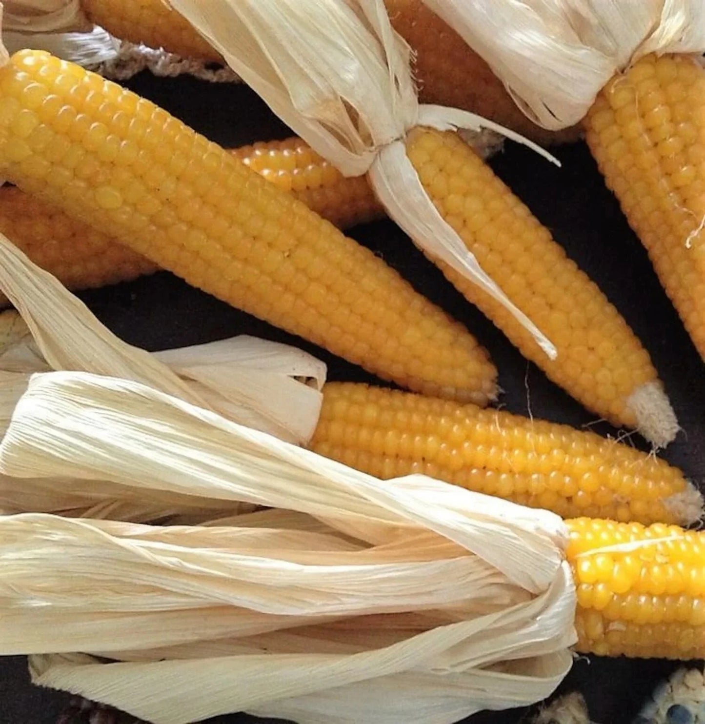 Lady Fingers Popcorn Seeds - Fresh Non-GMO Popcorn Seed for Planting - Zea mays everta