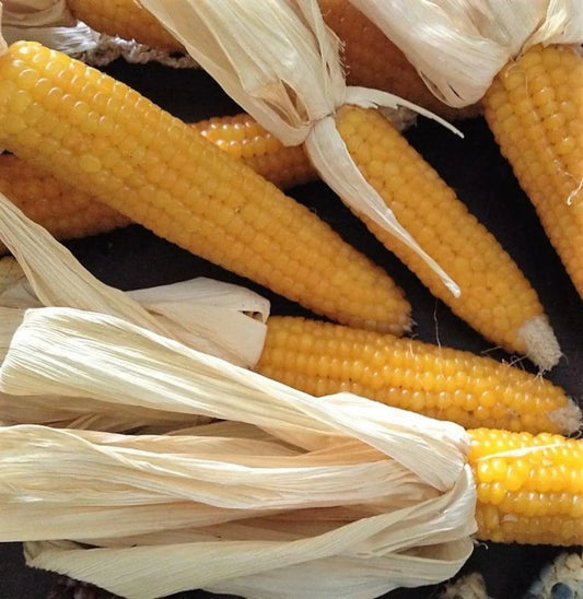 Lady Fingers Popcorn Seeds - Fresh Non-GMO Popcorn Seed for Planting - Zea mays everta