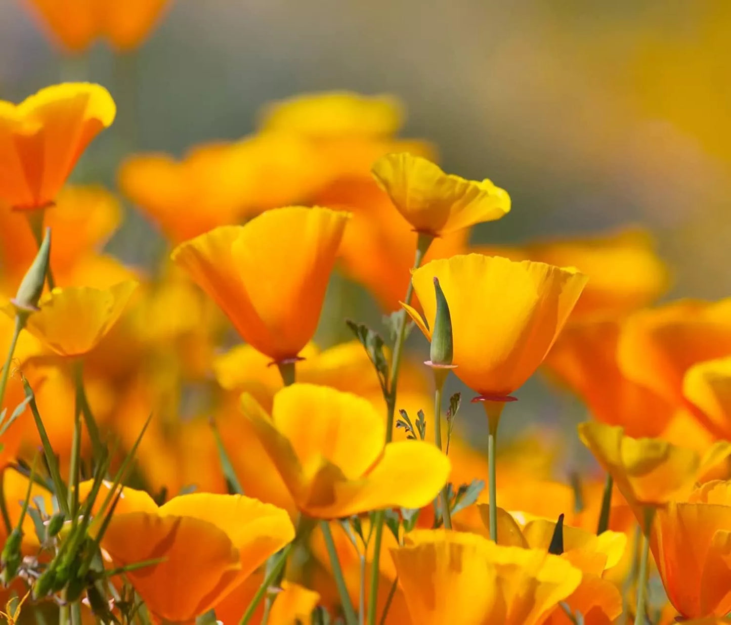 California Poppy Flower Seeds - 5,000 Count - Eschscholtzia californica - Wildflower Seeds for Garden Planting