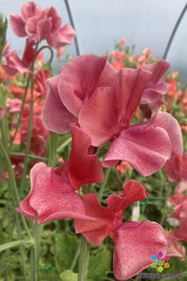 Sweet Pea Seeds - 50+ MM - Heirloom Variety - Lathyrus odoratus - USA - Garden Planting