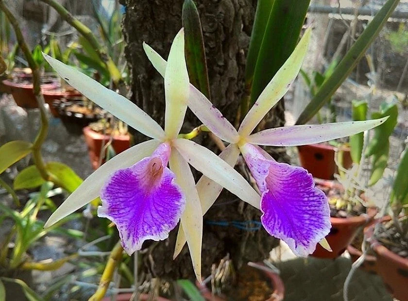 Brassocattleya Nok Noi Nodosa Orchid Plant, Blooming 4” Fragrant Orchid, Beautiful Houseplant, Exotic Flower, Orchidaceae