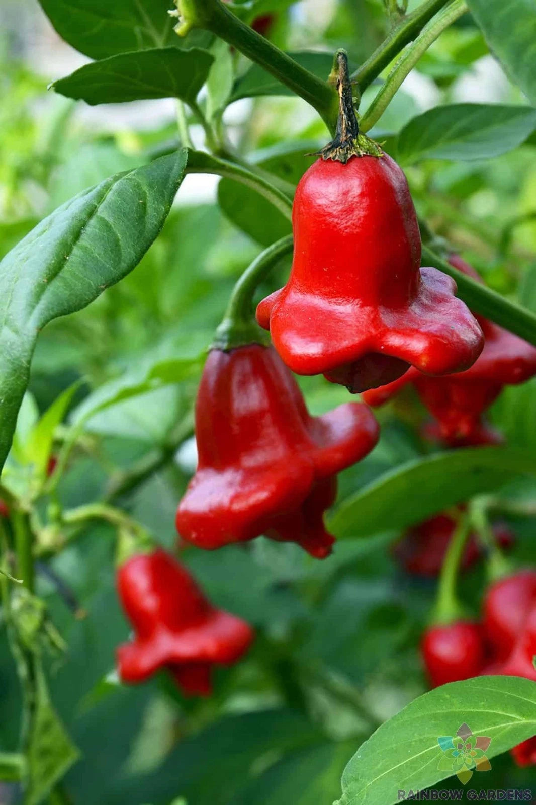 Bishop's Crown Hot Pepper Seeds - 25+ Pack for Garden Planting - Capsicum baccatum - USA - Free Shipping