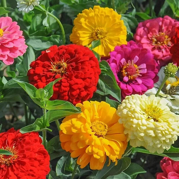 Zinnia Seeds - 100+ Sunshine Hybrid Mix - Colorful Flower Garden Seeds - Zinnia elegans - USA