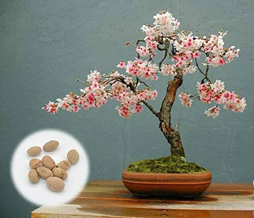 Japanese Flowering Cherry Blossom Bonsai Seeds - 10 Fresh Exotic Rare Seeds - Prunus serrulata