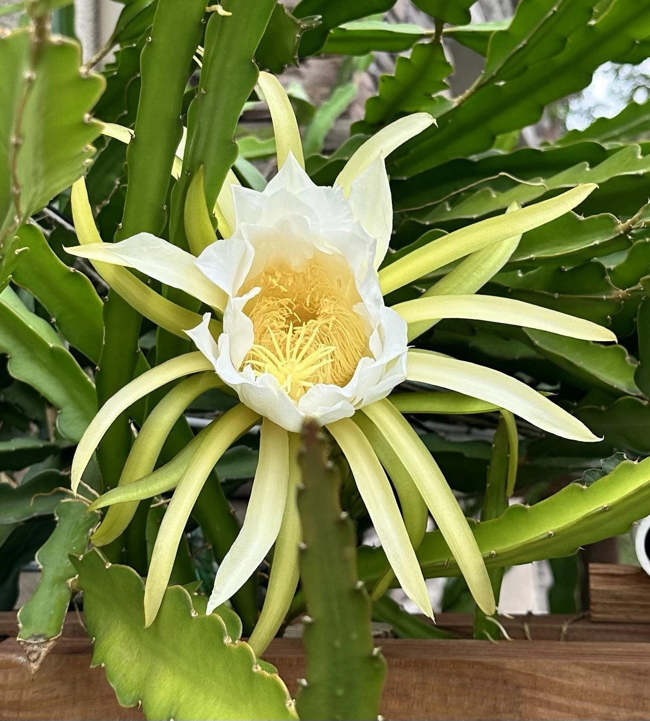 Dragon Fruit Cuttings 8-10 Inch Fresh 3 Pack, Pitaya Varieties, Hylocereus spp.