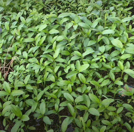 200+ Seeds Egyptian Spinach, Saluyot, Jute, Molokhia - High Germination Rate, Heirloom Variety