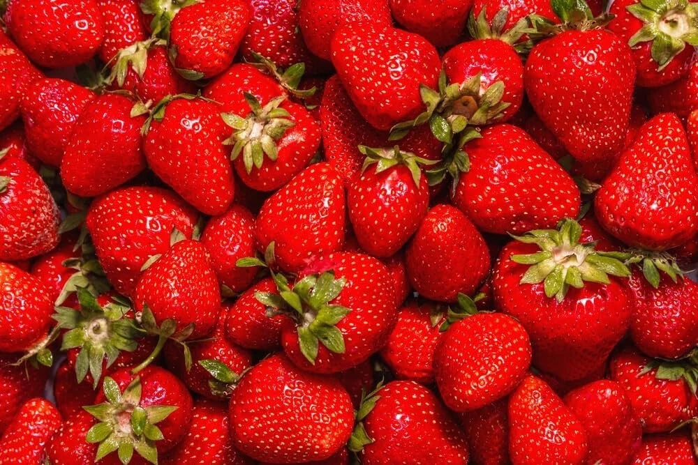 Jewel Strawberry Plants Bare Root - Fragaria × ananassa - Bountiful Berry Variety for Home Gardens