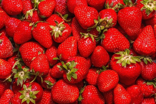 Jewel Strawberry Plants Bare Root - Fragaria × ananassa - Bountiful Berry Variety for Home Gardens