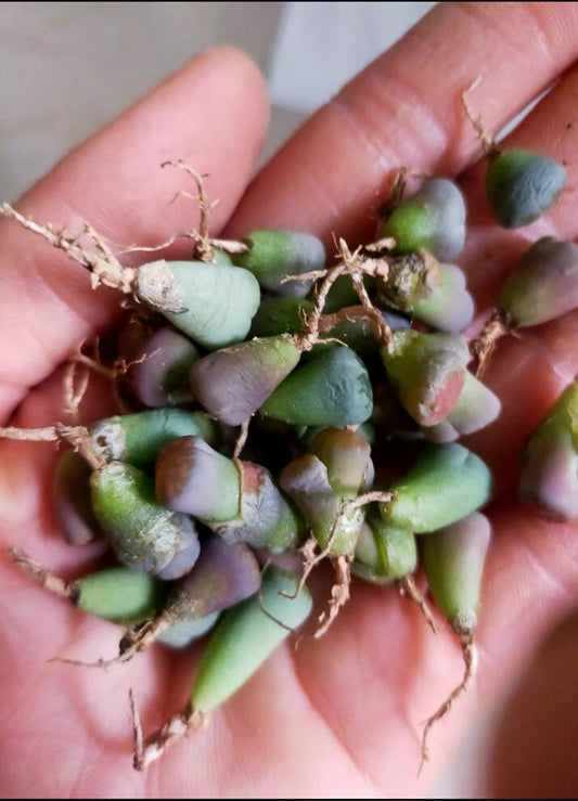 100pc Living Stone Lithops Succulent Plants - 0.2-0.3 Inch Bare Root - Hardy Succulent for Indoor Gardening